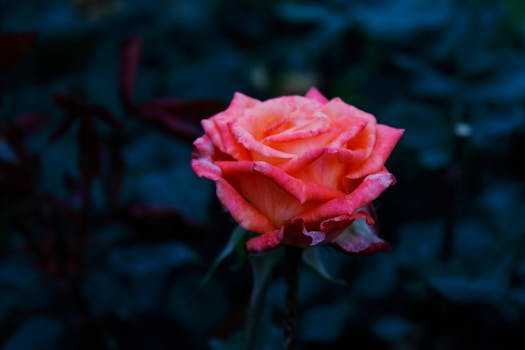 Close-up of an orange rose blooming in a lush garden with natural lighting.